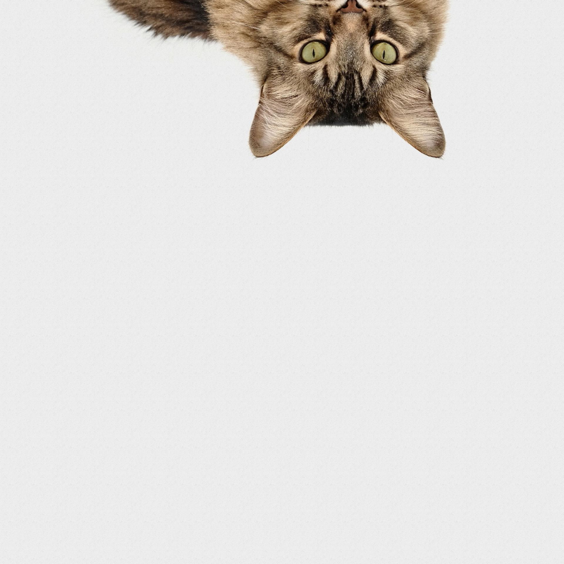 cat upside down