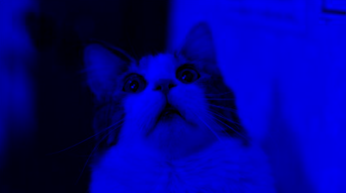 Imagem do gato com filtro azul aplicado