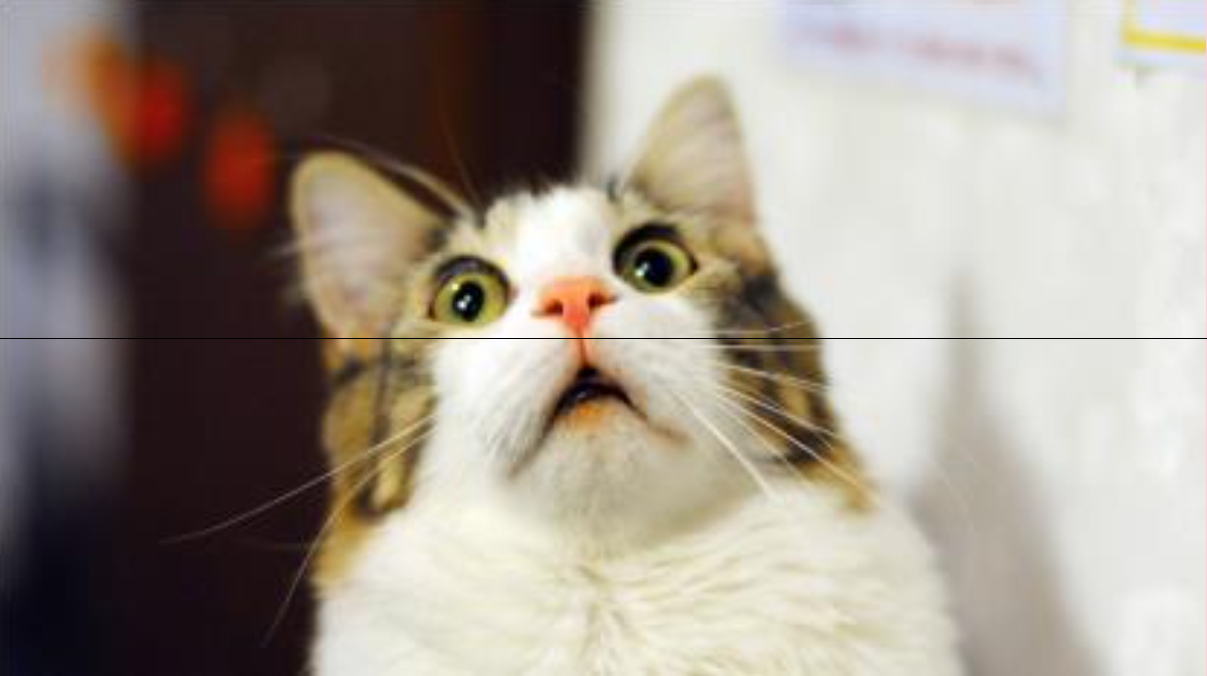 Imagem do gato espelhada horizontalmente