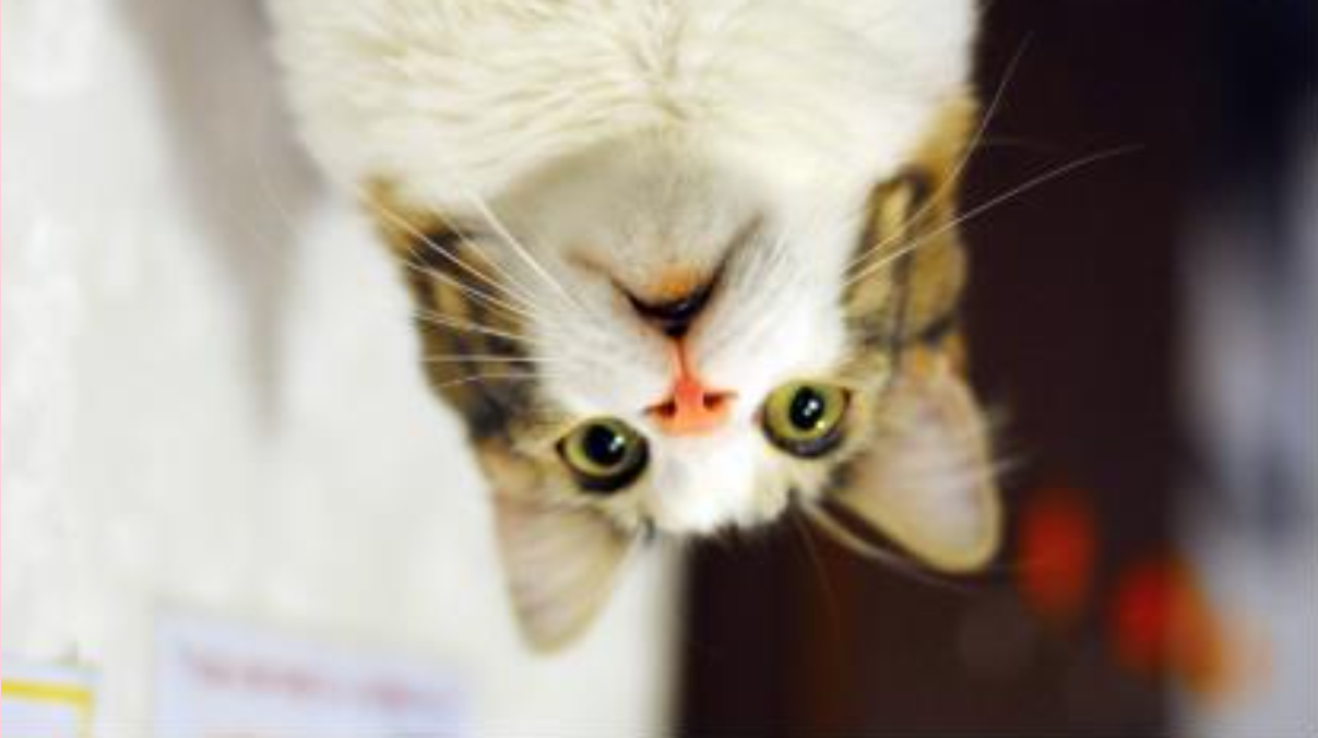 Imagem do gato rotacionada