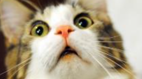 Imagem do gato com corte personalizado