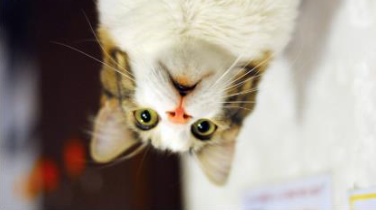 Imagem do gato virada de cabeça para baixo
