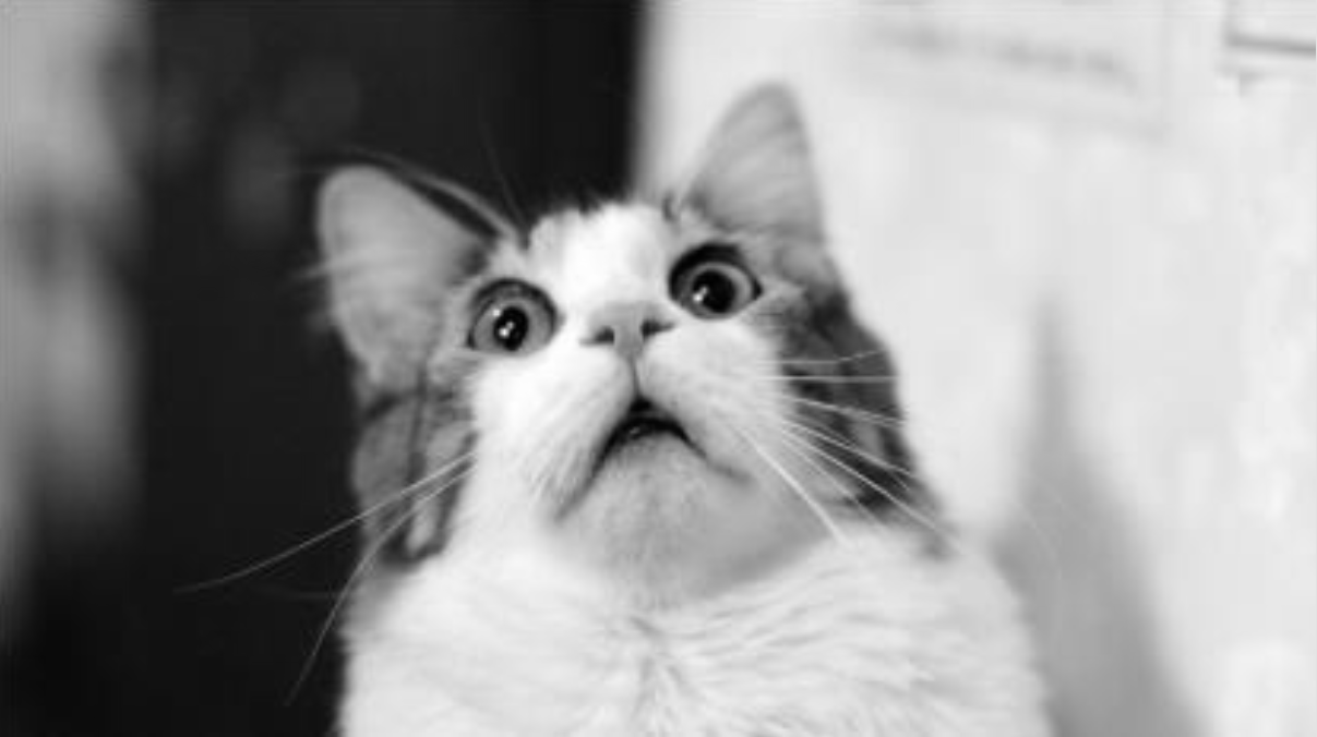 Imagem do gato com filtro cinza aplicado