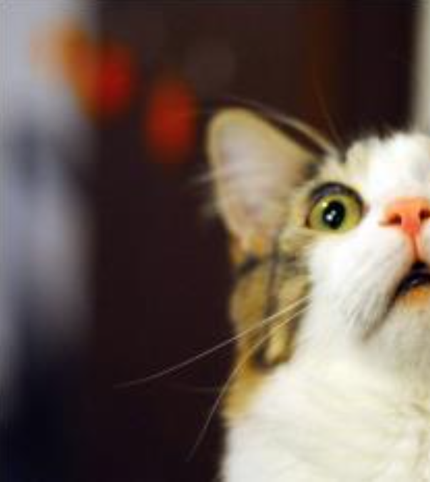 Imagem do gato cortada pela metade