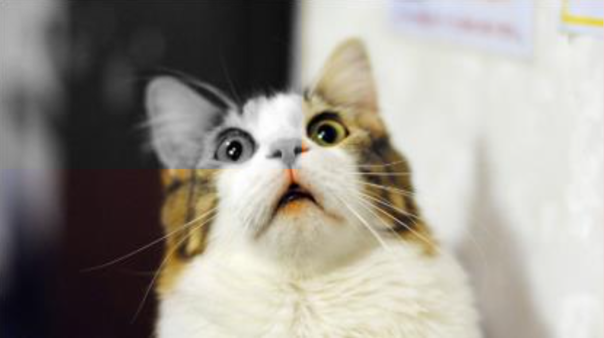 Imagem do gato com filtro parcial aplicado