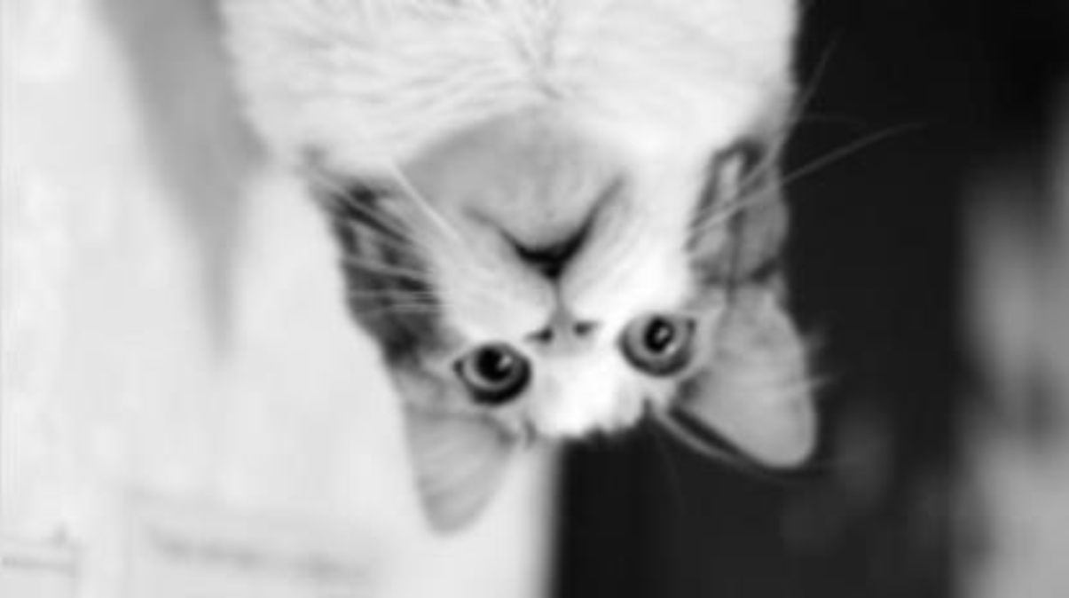blurred black and white cat upside down