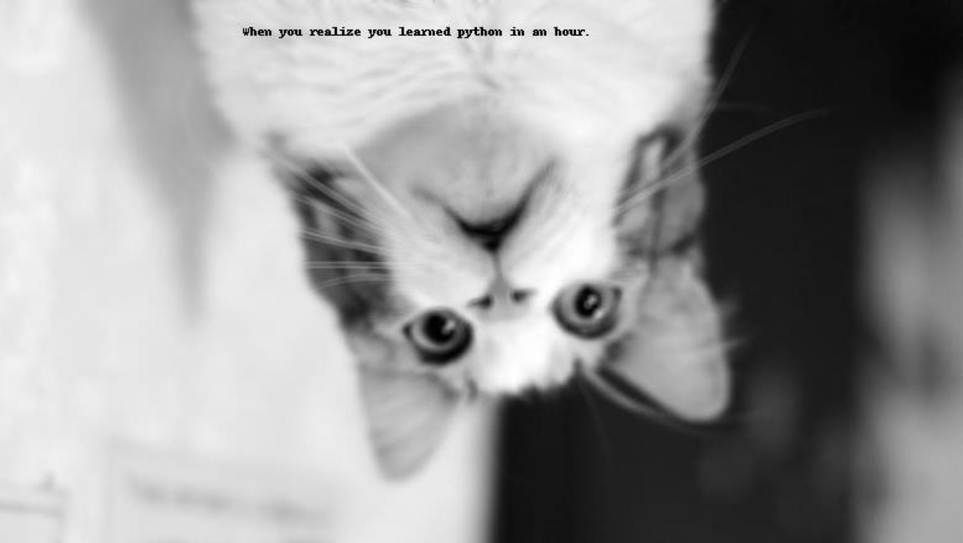 blurred black and white cat upside down with text that says `when you realize you learned python in an hour.`